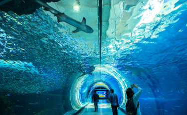 �������ö�� ����