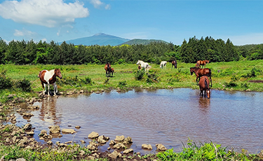 ������ü�����